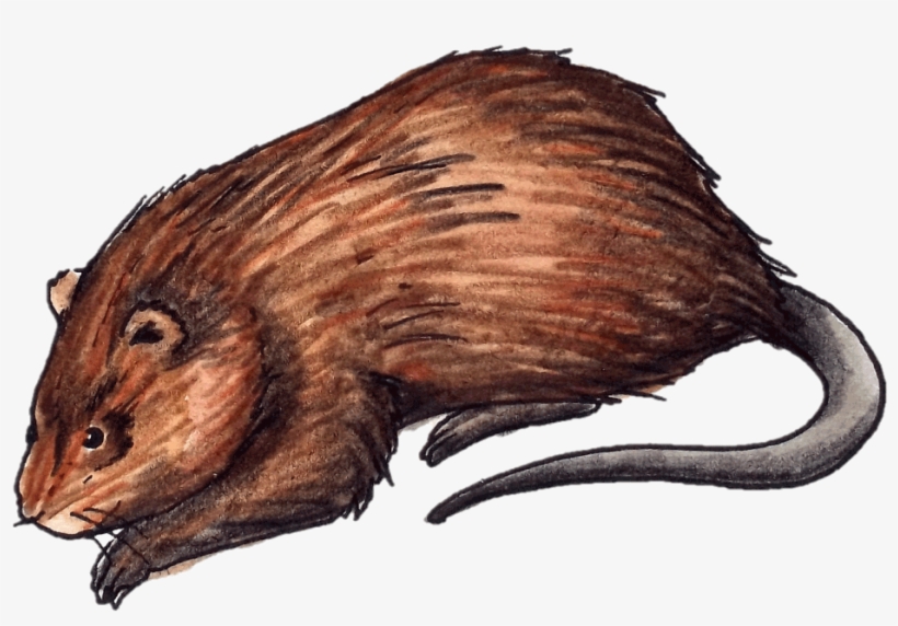 1280 X 720 1 - Rat, transparent png #7831049