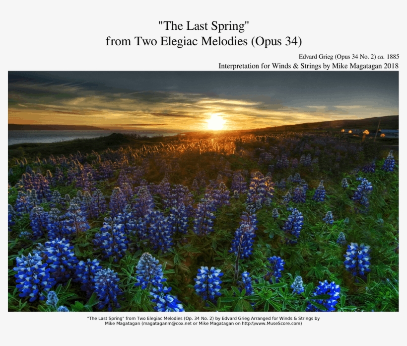 "the Last Spring" From Two Elegiac Melodies For Winds - Field Of Flowers, transparent png #7832004