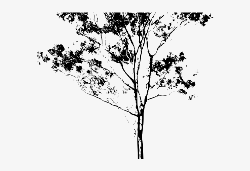 Eucalyptus Clipart Gum Leaves - Australian Trees Png Outline, transparent png #7834912