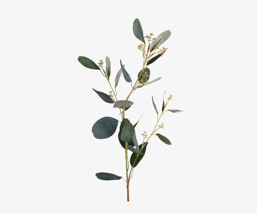 S3810grn Eucalyptus Spray With Seed - Perforate St John's Wort, transparent png #7835128