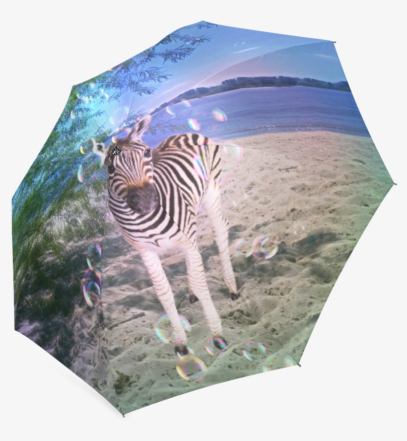 Zebra, transparent png #7836712