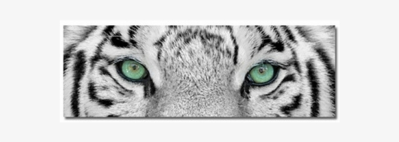 Tiger Eyes - Weißer Tiger, transparent png #7837119