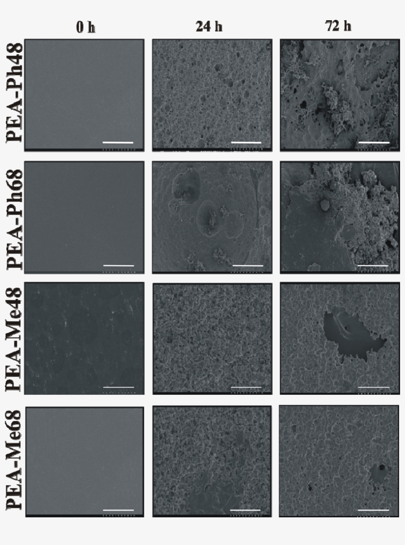 Sem Images Of Pea Films Following 72 H Of Incubation - Floor, transparent png #7838041