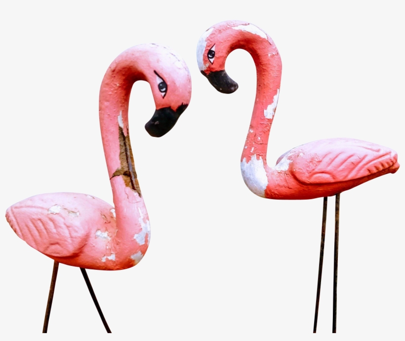 1834 X 1834 1 - Greater Flamingo, transparent png #7838075