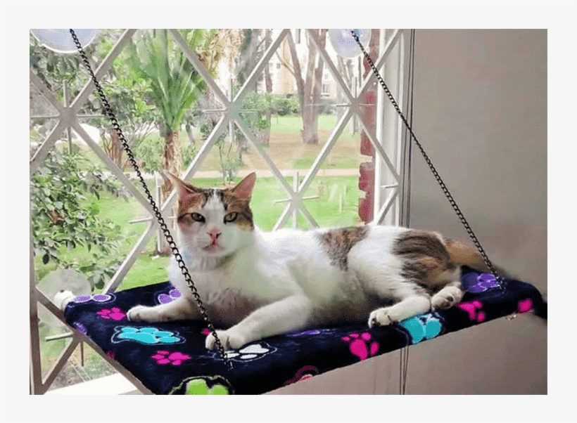Cama Colgante De Ventana - Domestic Short-haired Cat, transparent png #7838573