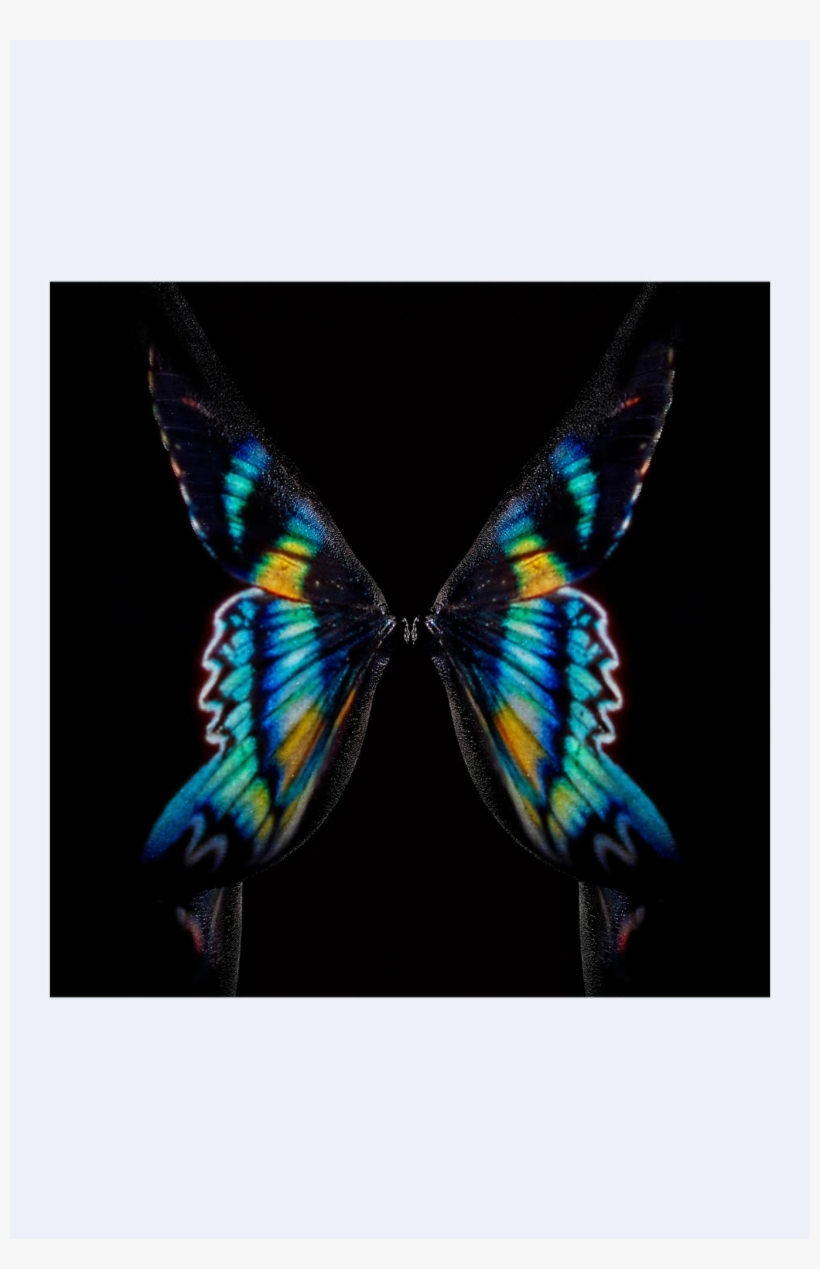 Size Guide - Swallowtail Butterfly, transparent png #7838904