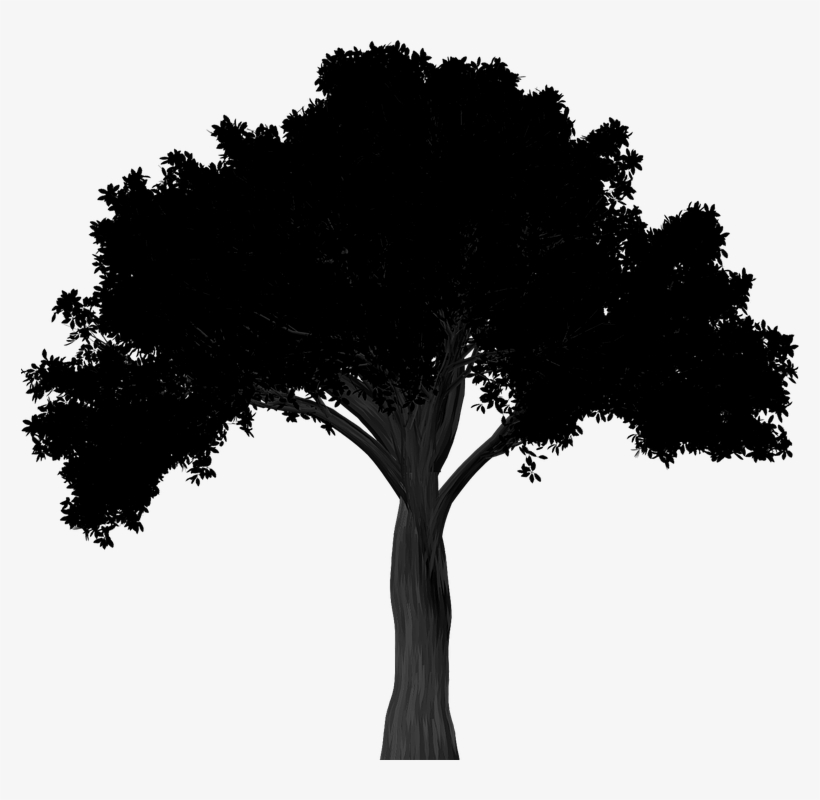Oak Tree Silhouette Png - American Elm Tree Silhouette, transparent png #7839491