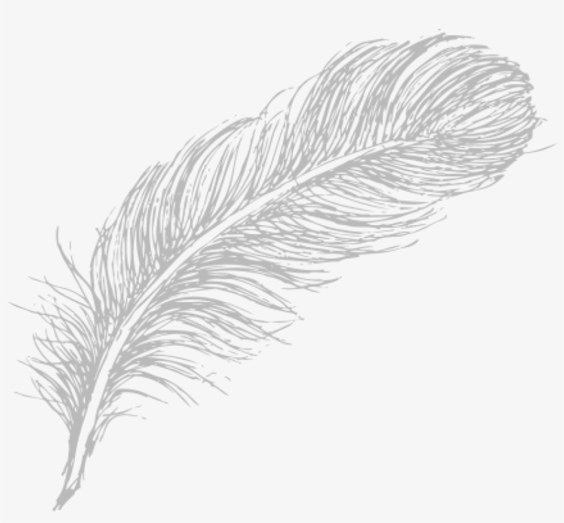 Free Png Download Feather Drawing Png Images Background - Line Drawing Feathers Png, transparent png #7840960