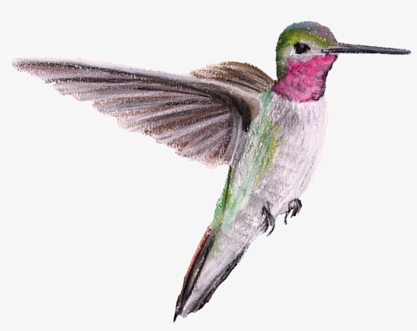 Ruby-throated Hummingbird, transparent png #7841535