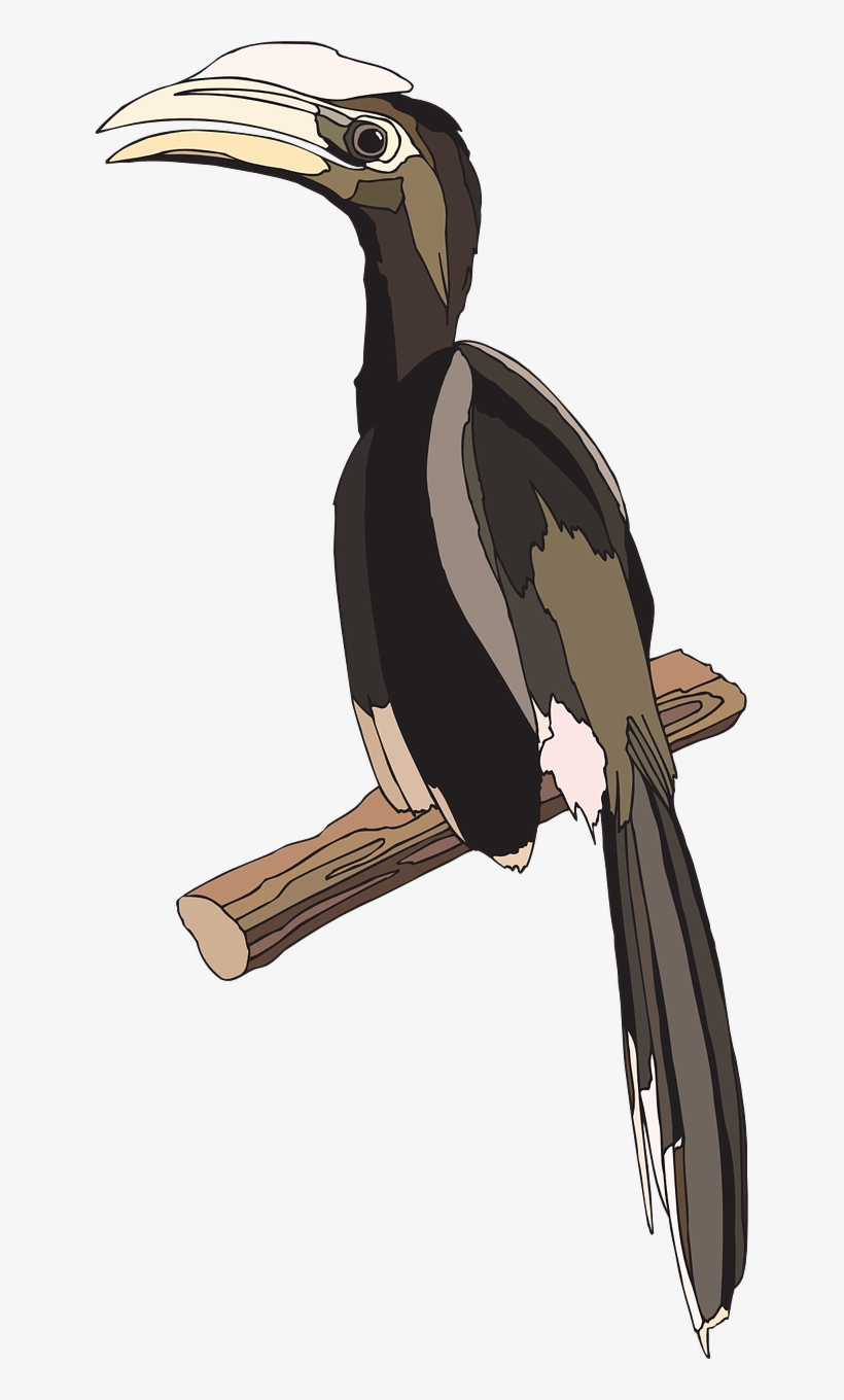 Ivory-billed Woodpecker, transparent png #7841579