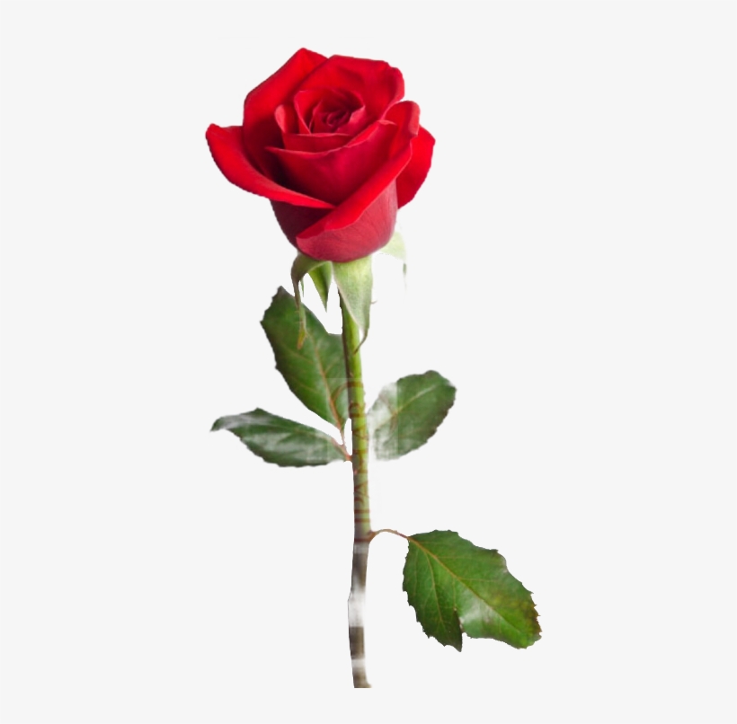 Rose, transparent png #7842555