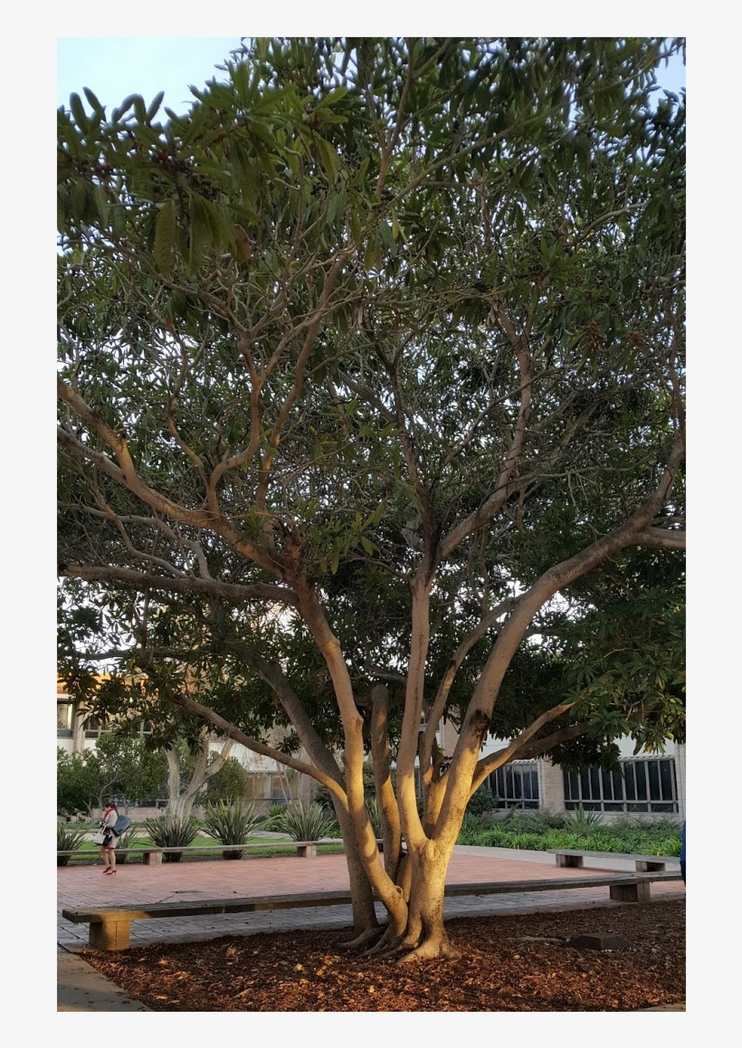 A Large, Well Established Loquat Tree - River Birch, transparent png #7842657