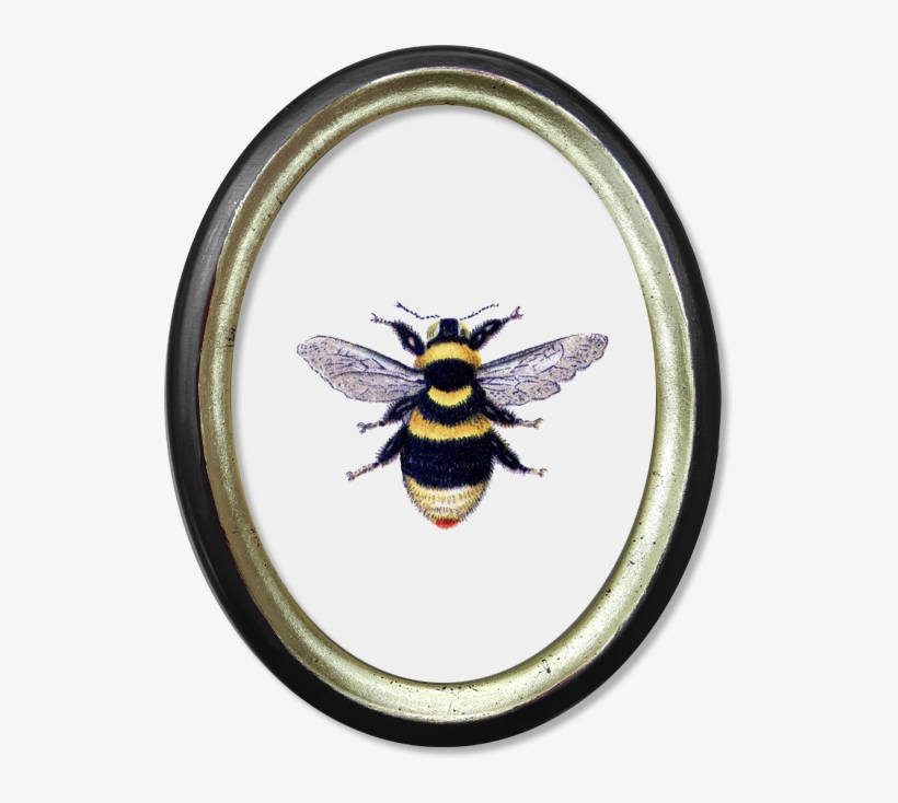 Óvalo Vintage Abejorro - Cuadros Ovalo Png, transparent png #7843700