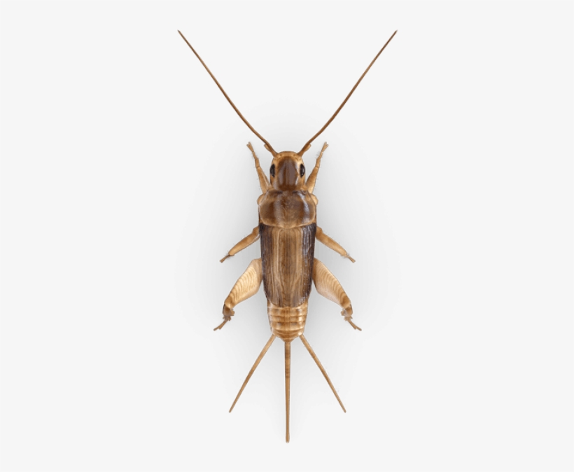 Cricket Insect Png - Cricket, transparent png #7844332