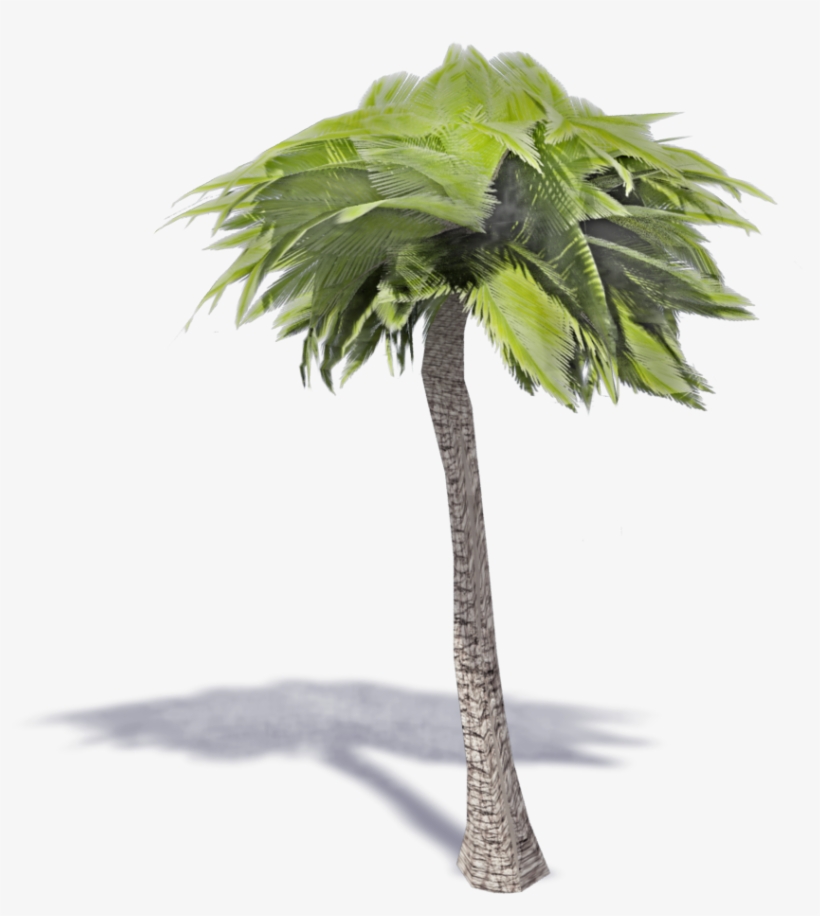 Palm Tree - Desert Palm, transparent png #7845168