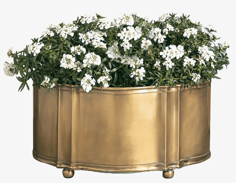 Add A Natural Touch To Your Surroundings With This - Chrysanths, transparent png #7847084