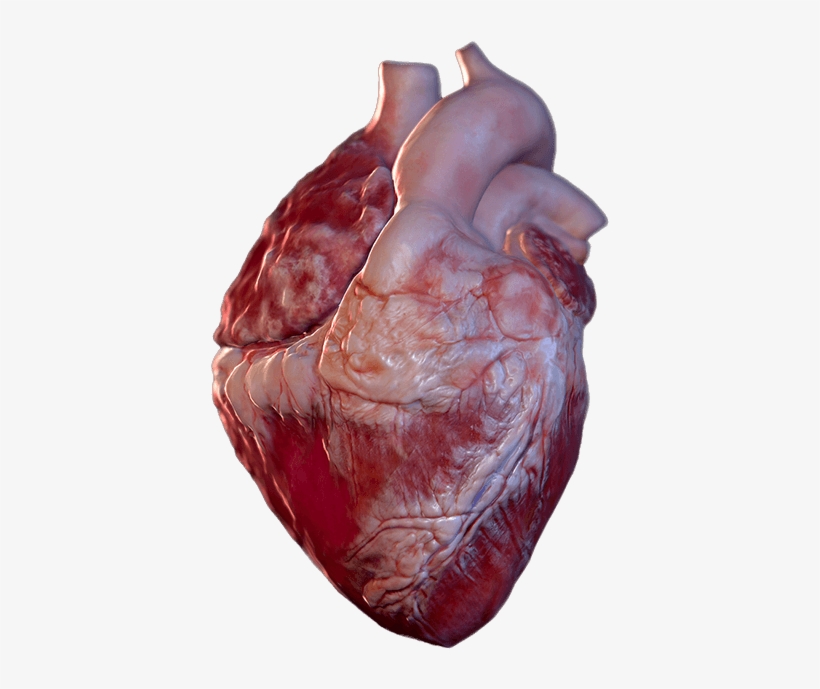 Bild Ist Nicht Verfügbar - Liver, transparent png #7847417