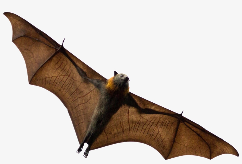 Bat - Zorro Volador Png, transparent png #7849080