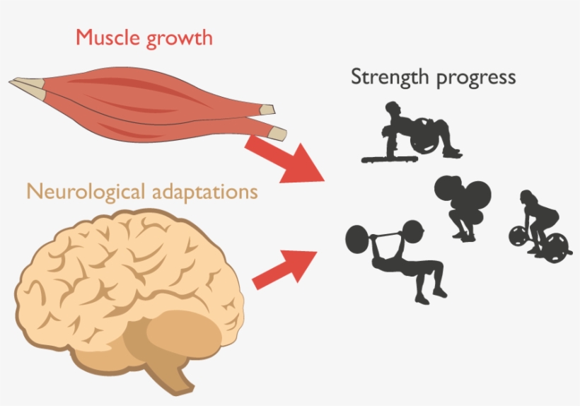 You Probably Just Started This Exercise, As You're - Miniature Poodle, transparent png #7851752