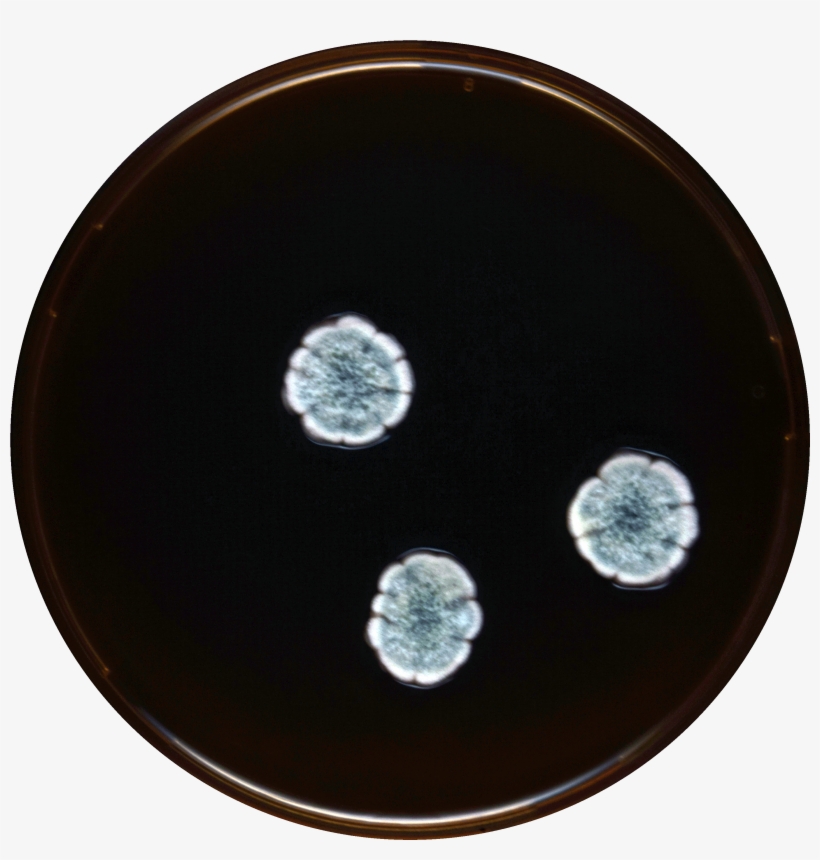 Aspergillus Subversicolor Meaox - Circle, transparent png #7852013