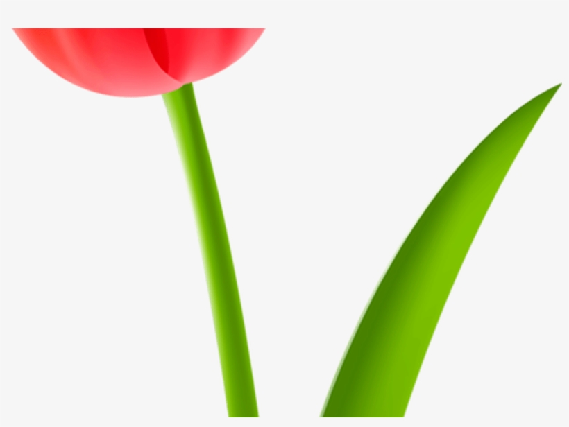 Tulip Cut Flowers Drawing Plant Stem Free Commercial - Sprenger's Tulip, transparent png #7852448