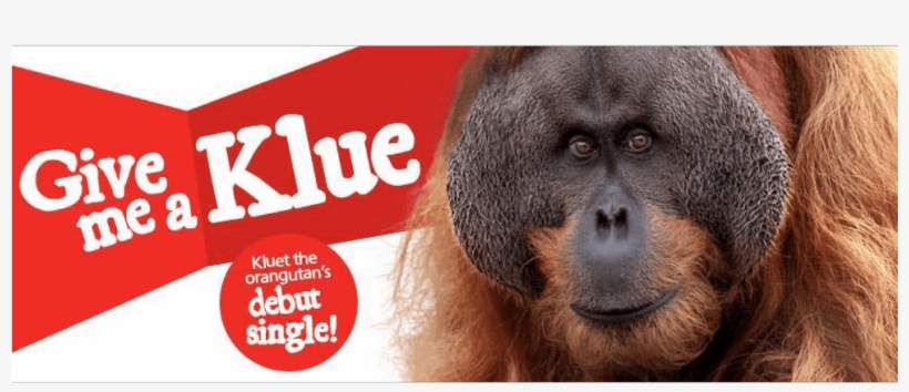 Orangutan, transparent png #7852981