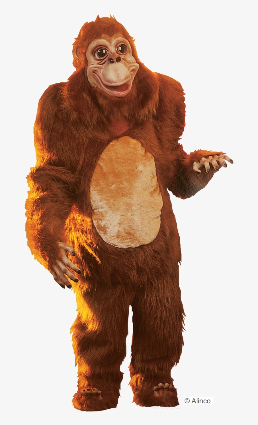 Orangutan Png, transparent png #7853463