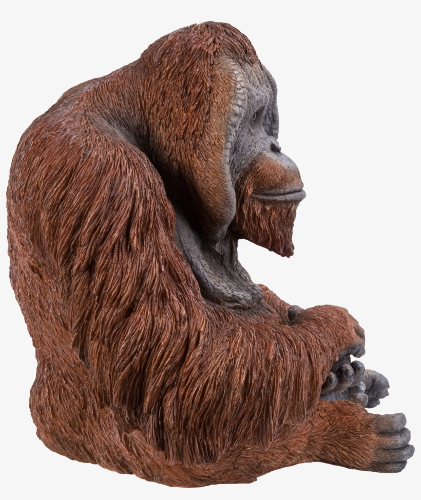 Orangutan, transparent png #7853613