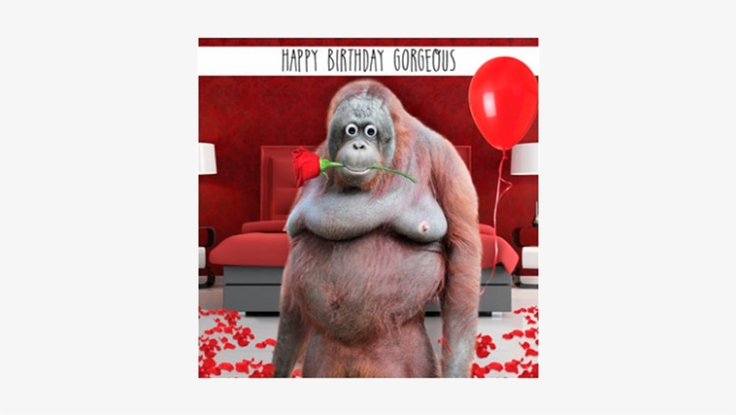 Birthday Funky Quirky Unusual Modern Cool Card Cards - Happy Birthday Gorgeous Funny, transparent png #7853728