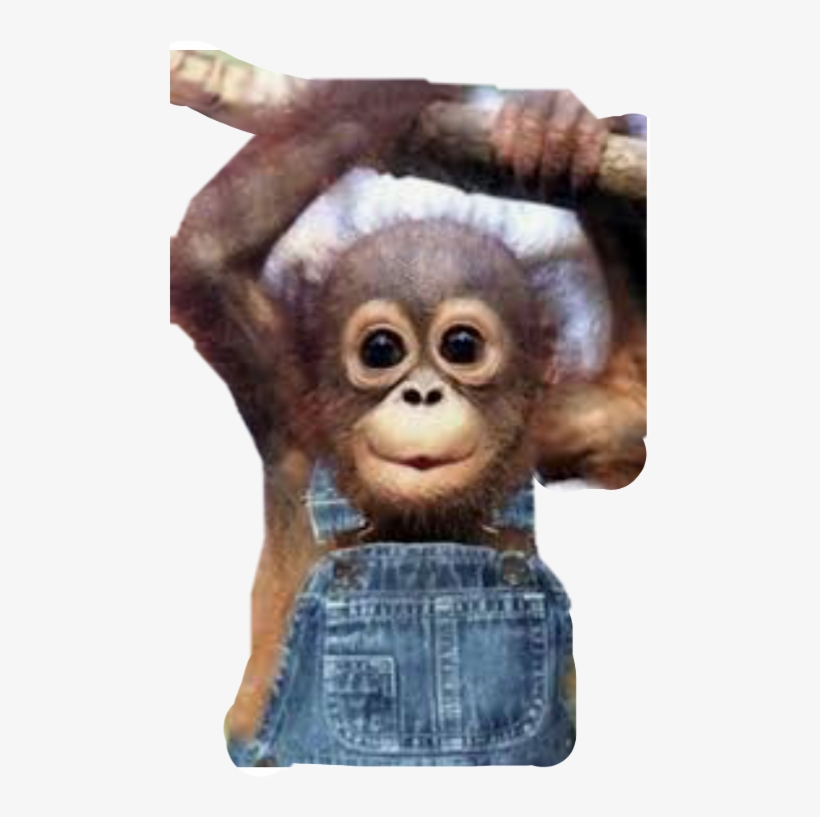 Much Do Monkeys Cost, transparent png #7853999