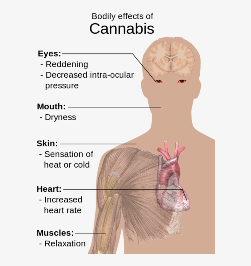 Marijuana / Stoner - Bodily Effects Of Cannabis, transparent png #7854176