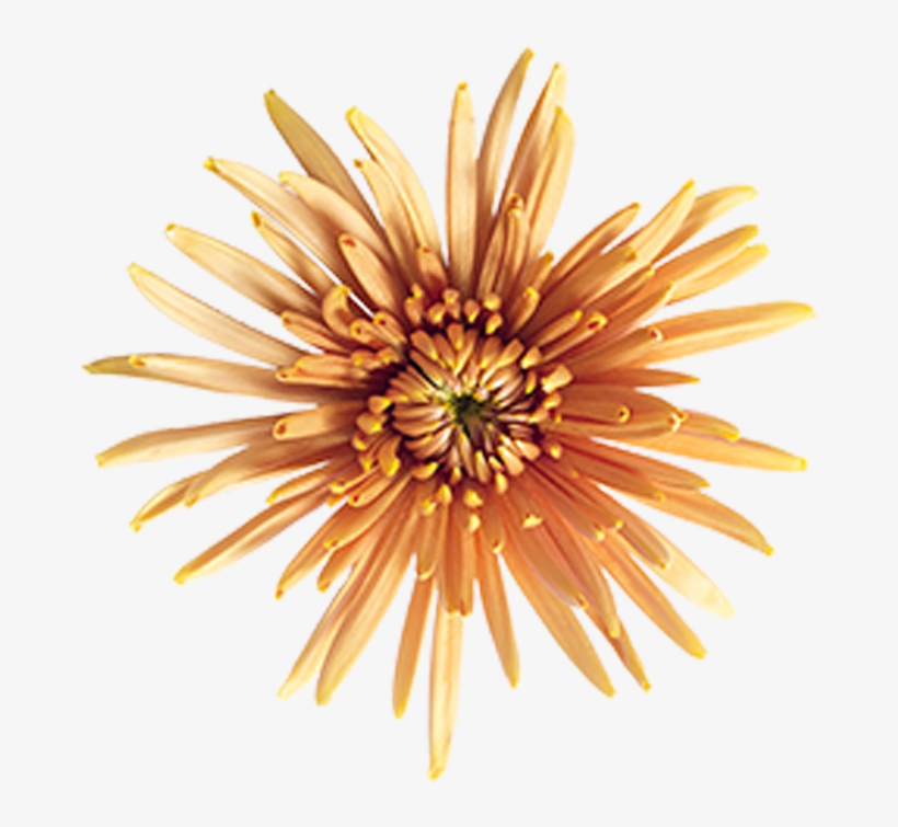 Bronze Fuji Mingus Bronze Fuji Mingus - Marine Invertebrates, transparent png #7854285