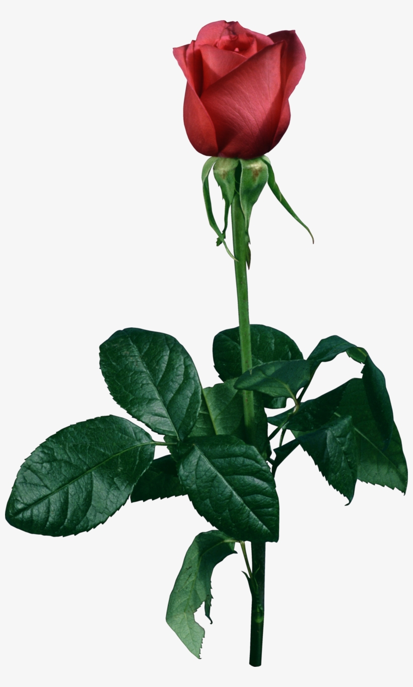 Rose Png, Download Png Image With Transparent Background, - Garden Roses, transparent png #7855646
