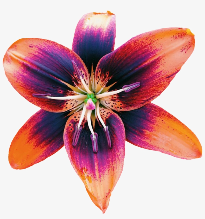 Transparent-galaxy Transparent - Lily, transparent png #7857848