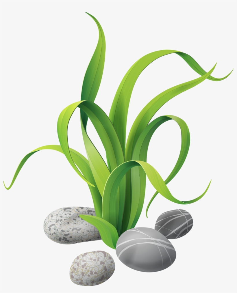 Algae Stones - Algas Marinas Animadas Png - Free Transparent PNG Download - PNGkey Algae Stones - Algas Marinas Animadas Png - Free Transparent PNG Download - PNGkey
