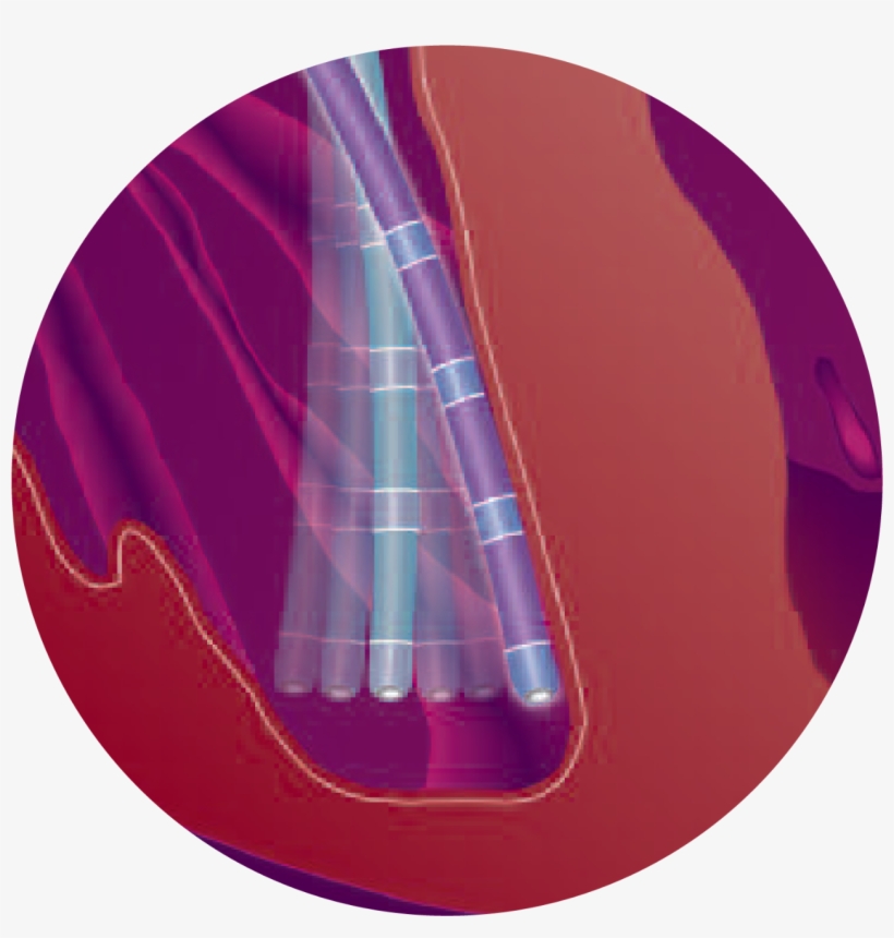 Stabilene Polymer Construction Is Designed To Provide - Circle, transparent png #7861696