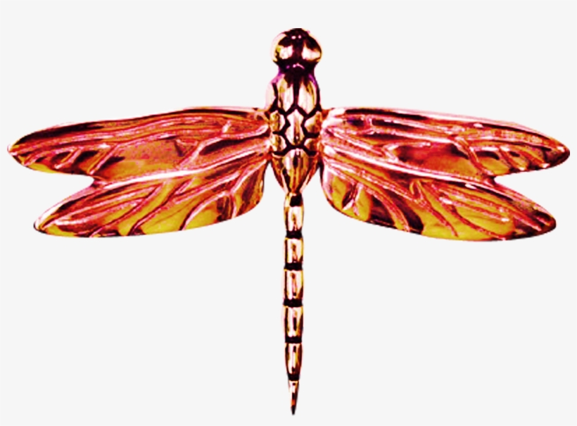 2556 X 1763 9 - Net-winged Insects, transparent png #7862714