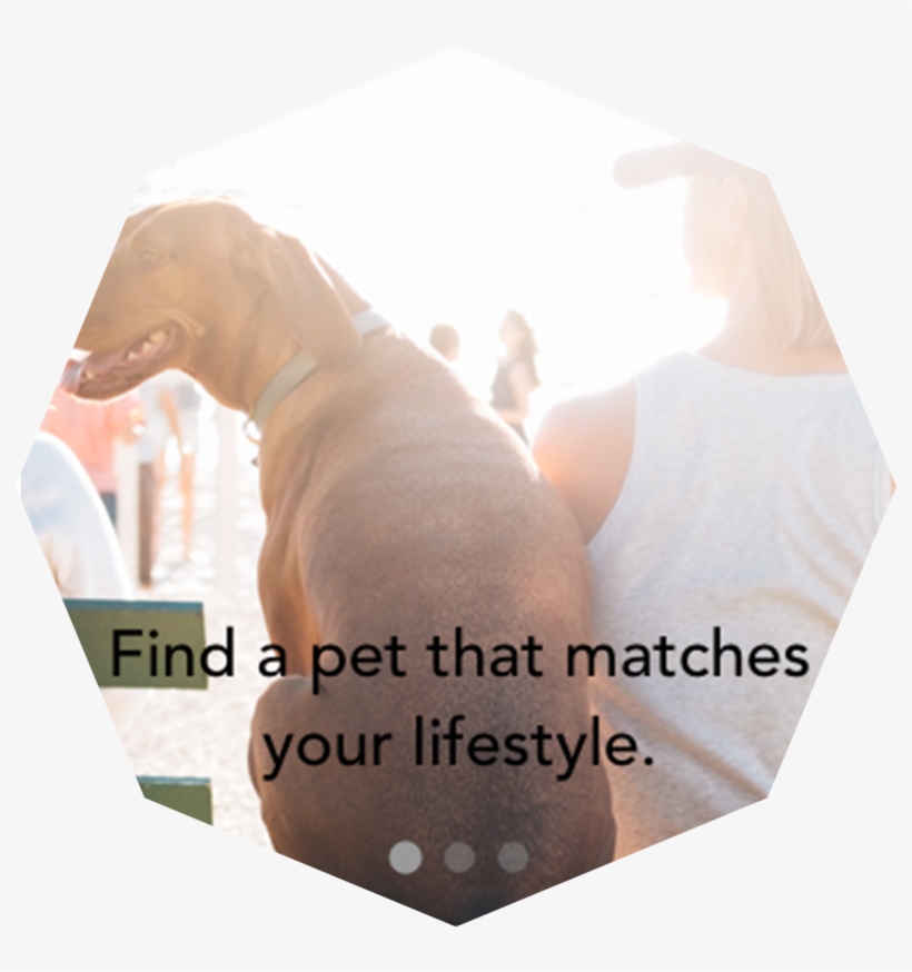 Pets&pals, transparent png #7865303