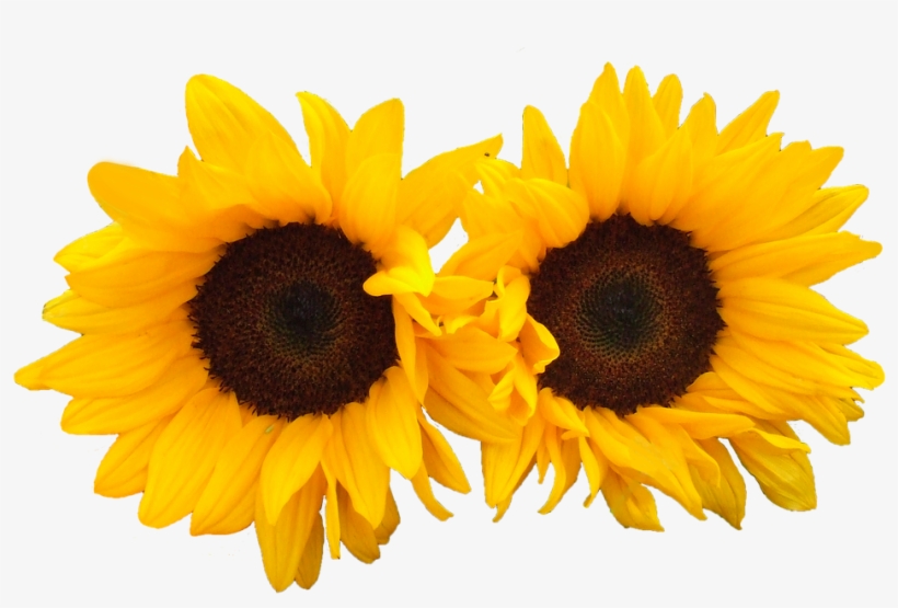 Download Now - Sunflower, transparent png #7865306
