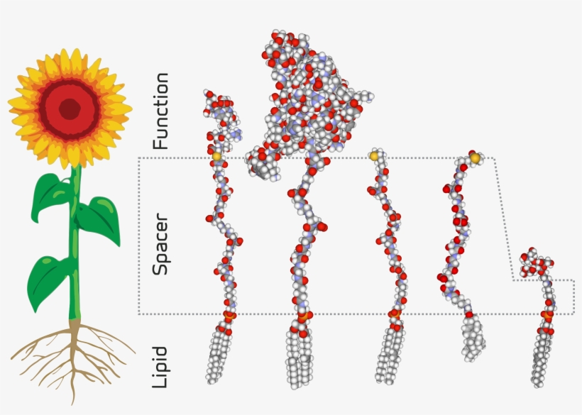 Http - //upload - Wikimedia - Analogy Of A Sunflower - Kodecyte, transparent png #7865413