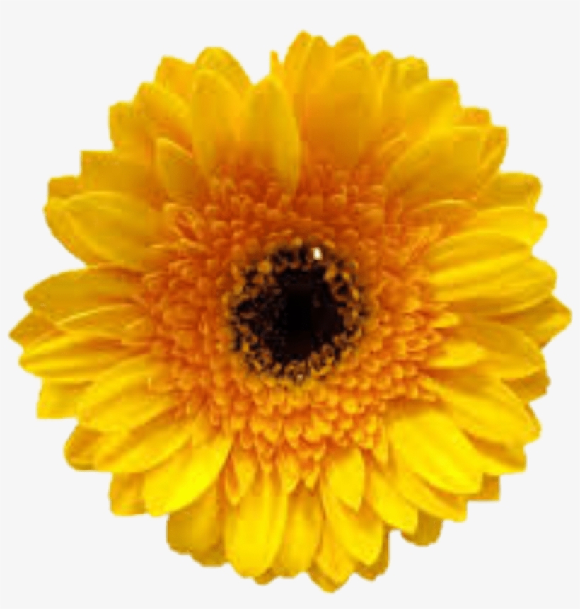 Yellow Flower Tumblr Beautyful - Clip Art, transparent png #7865960