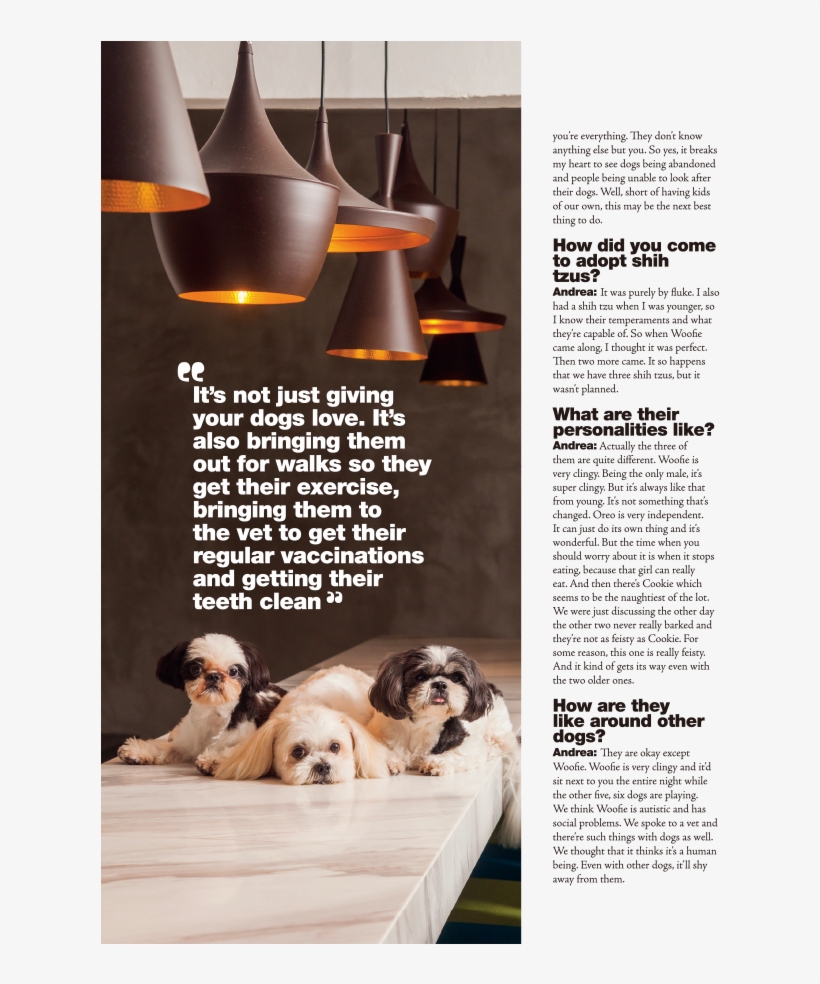 679 X 903 14 - Shih Tzu, transparent png #7866672