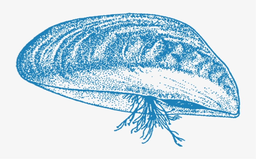 For Example, Species Like The Lionfish Have Begun To - Zebra Mussel, transparent png #7868616