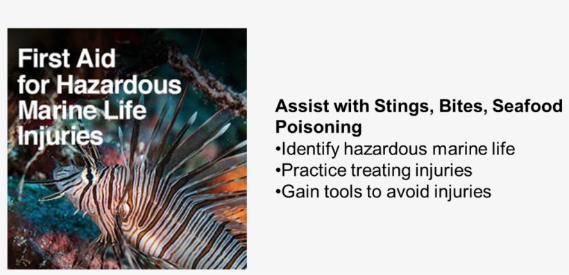 Haz Marine Life - Marine Biology, transparent png #7869109