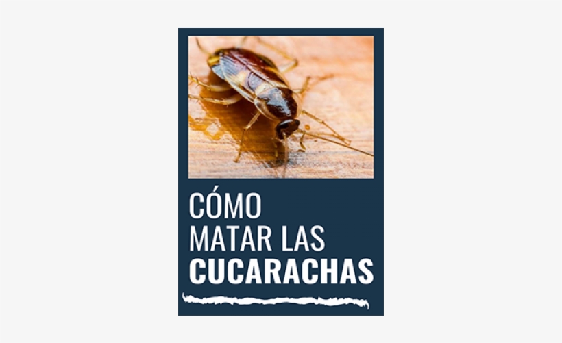¿como Matar Las Cucarachas - Cockroach, transparent png #7873434