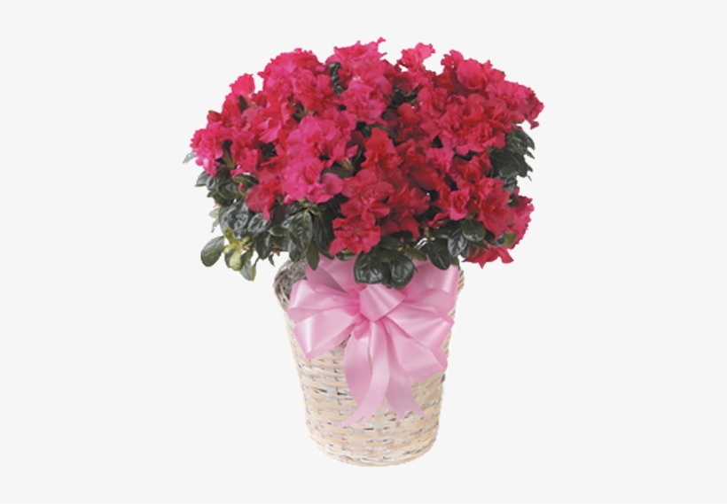 Azalea - Carnations In Vase, transparent png #7873962