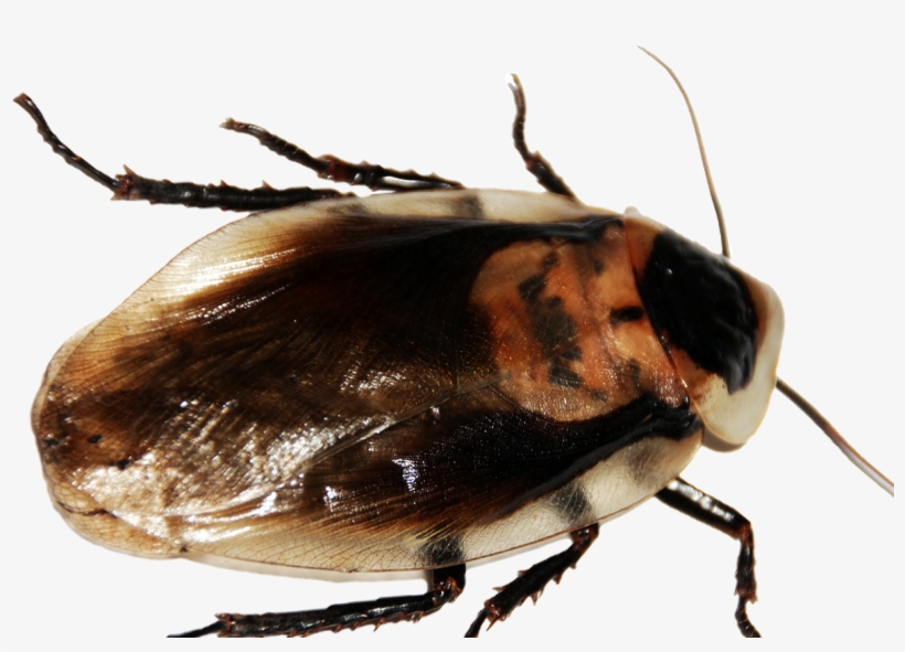 Viral Voz - Leaf Beetle, transparent png #7874107