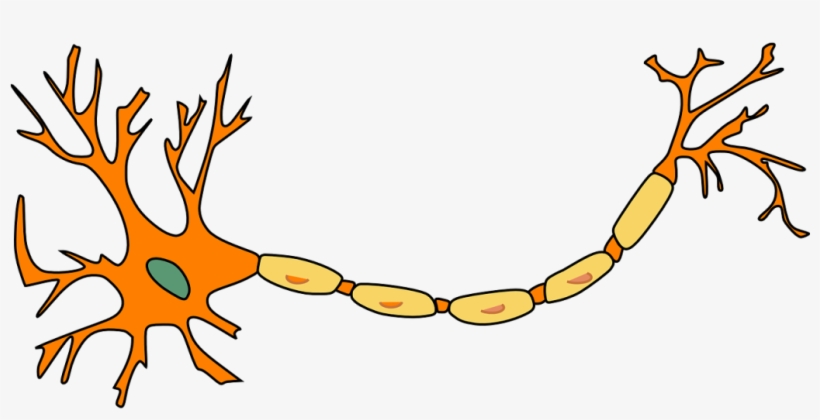 Over The Past Twenty Years Studies Have Been Conducted - Nerve Cell Transparent Background, transparent png #7874342