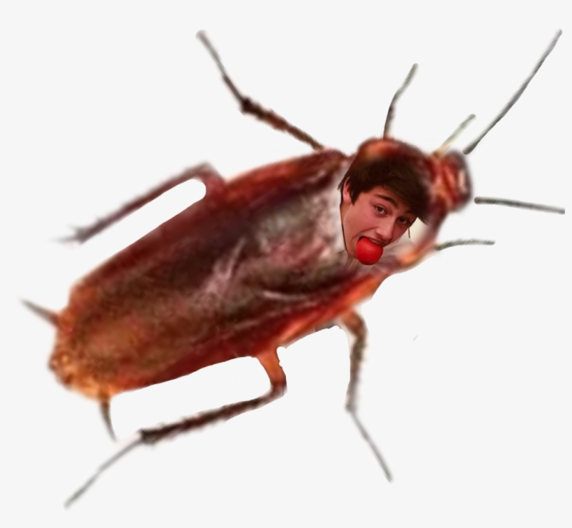 Bug, transparent png #7874350