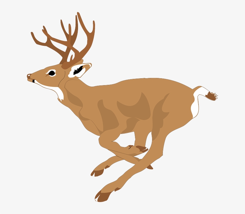 Deer, Run, Side, View, Forest, Leaping, Animal, Fast - Deer Running Clipart, transparent png #7874929